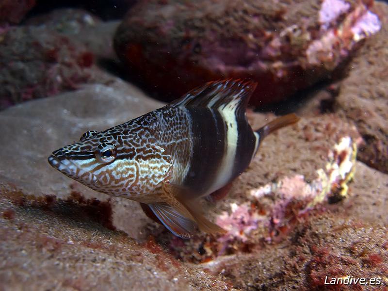 vaquita ( Serranus scriba )1.jpg - OLYMPUS DIGITAL CAMERA
